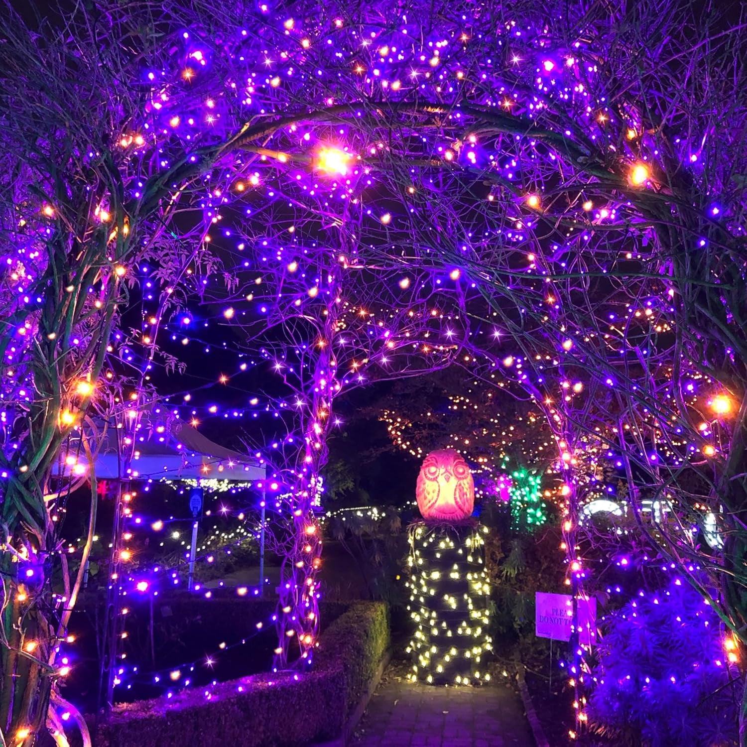 Solar Halloween Lights,39Ft 100LED Orange & Purple String Lights,Halloween Solar Lights Outdoor with 8 Modes Waterproof for Bedroom Patio Garden Party Yard Decoration